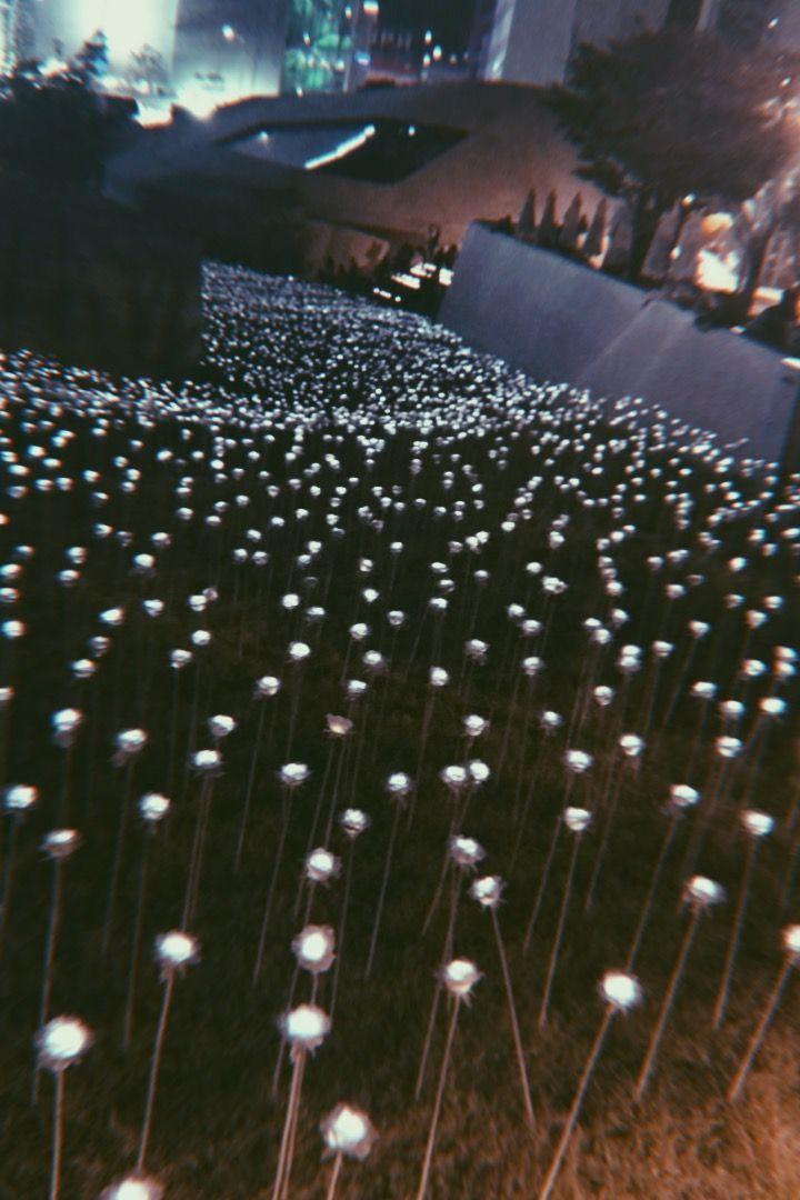 DDP玫瑰灯光，在夜色中璀璨绽放，为游客带来视觉上的盛宴。